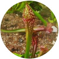 Sarracenia