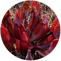 Sarracenia Purpurea