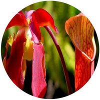 Sarracenia Rubra