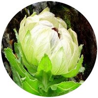 Saussurea Involucrata