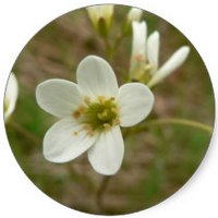 Saxifraga