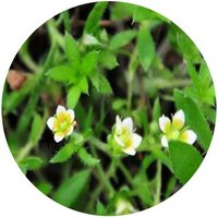 Saxifraga Gemmipara