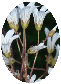 Saxifraga Granulata