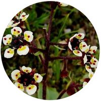 Saxifraga Melanocentra