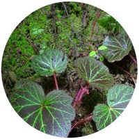 Saxifraga Stolonifera