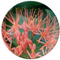 Scadoxus Multiflorus 