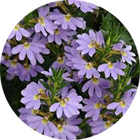 Scaevola Taccada