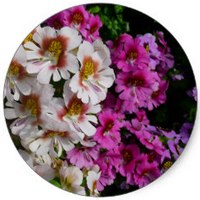 Schizanthus Pinnatus