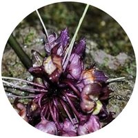 Schizocapsa Plantaginea