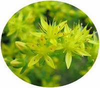 Sedum