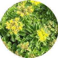 Sedum Acre