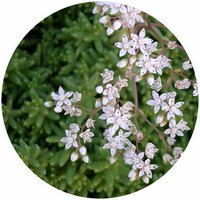 Sedum Album