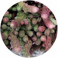 Sedum Forsterianum