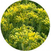 Sedum Montanum