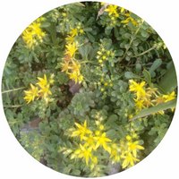Sedum Spurium