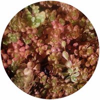 Sedum Spurium