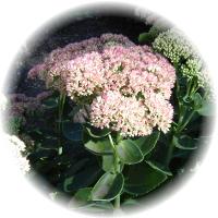 Sedum Telephium