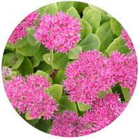 Sedum Telephium