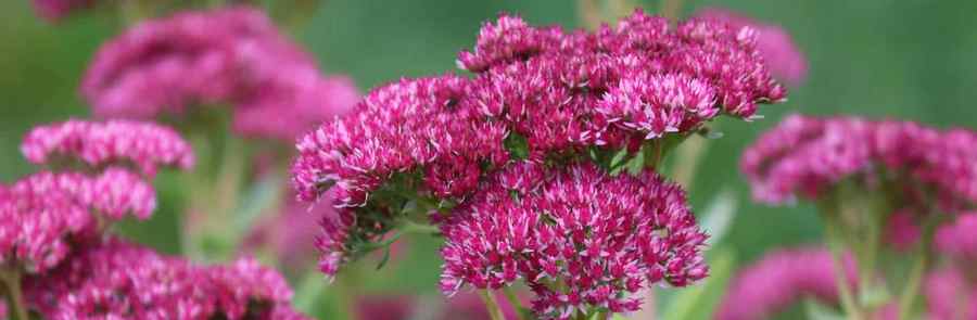Sedum Telephium