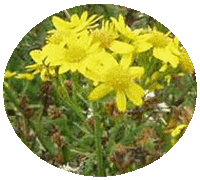 Senecio Jacobaea