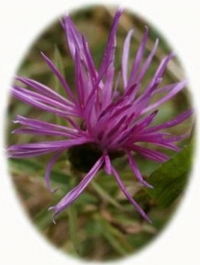 Serratula Tinctoria