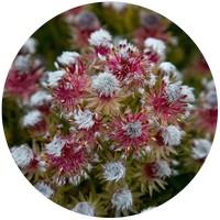 Serruria Phylicoides