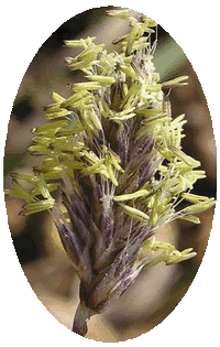 Sesleria Albicans