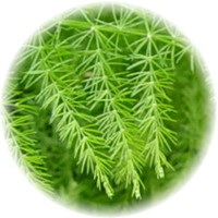 Shatavari - Asparagus Racemosus