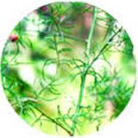 Shatavari - Asparagus Racemosus