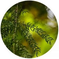 Shatavari - Asparagus Racemosus