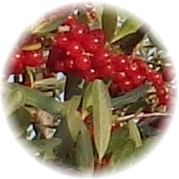 Shepherdia Argentea - Buffaloberry