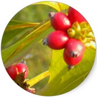 Shepherdia Argentea - Buffaloberry