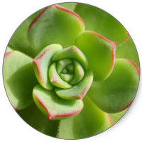 Sempervivum