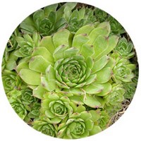 Sempervivum - Hens and Chicks