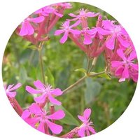 Silene Dioica