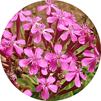 Silene Dioica - Catchfly