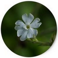 Silene Latifolia