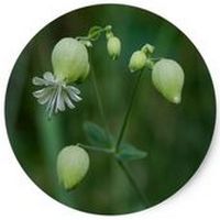 Silene Vulgaris