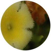 Silvianthus Tonkinensis