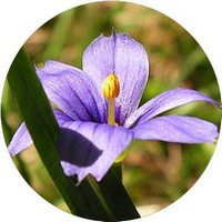 Sisyrinchium - Blue-eyed-grass