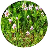 Sisyrinchium Rosulatum