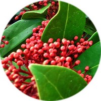 Skimmia Japonica