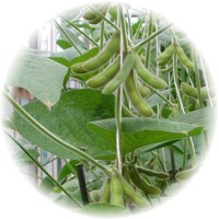 Soy Beans - Glycine Hispida