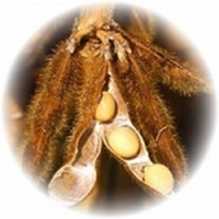 Soy Beans - Glycine Hispida