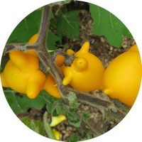 Solanum Mammosum - Chichigua