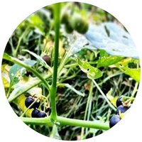 Solanum Nigrum