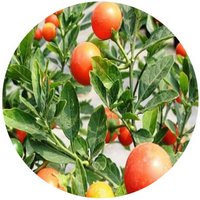 Solanum Pseudocapsicum