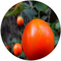 Solanum Pseudocapsicum