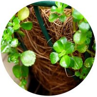 Soleirolia Soleirolii