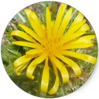 Sonchus Arvensis - Sow Thistle